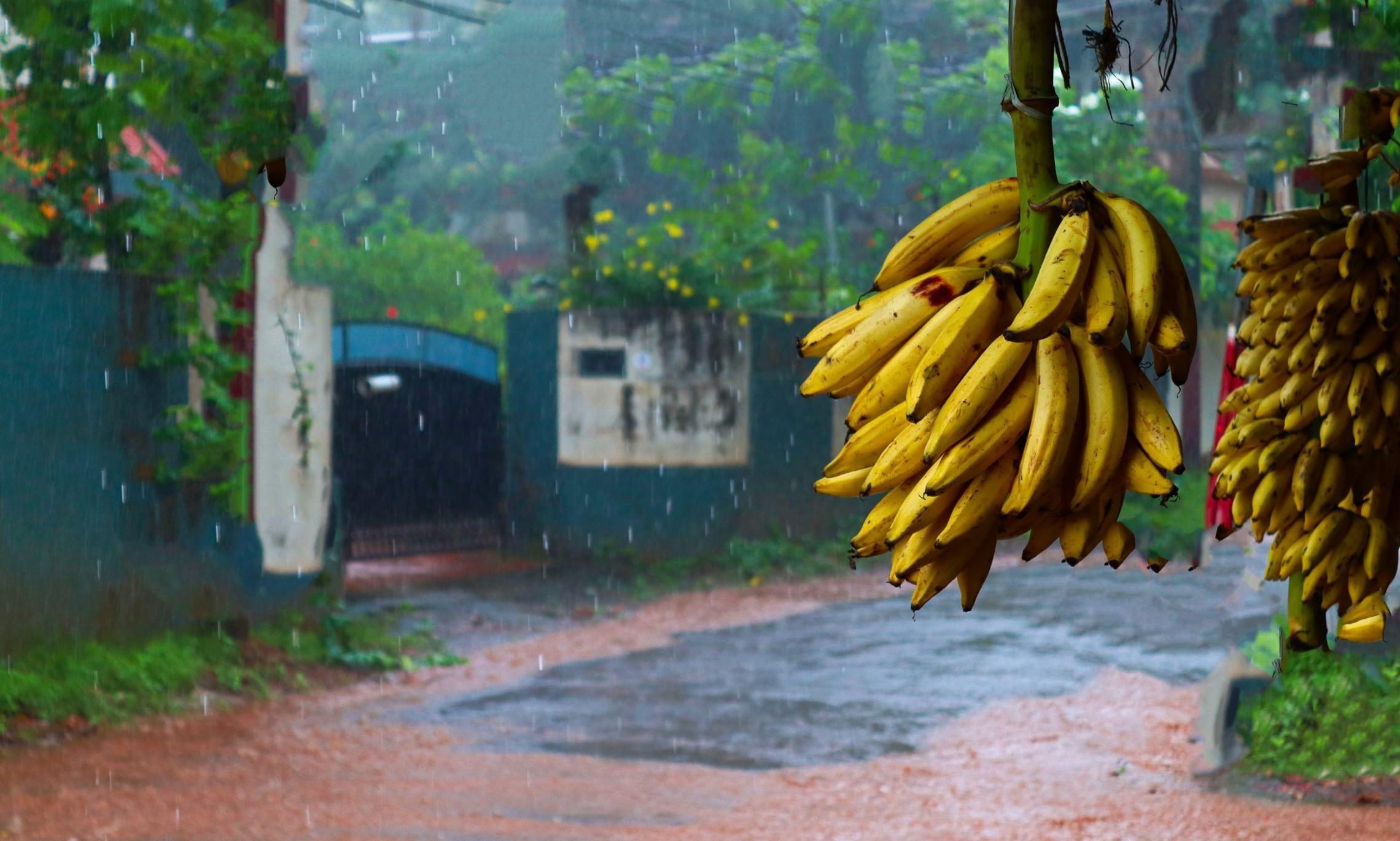 Филиппины попросили поднять цены на бананы в супермаркетах Японии.