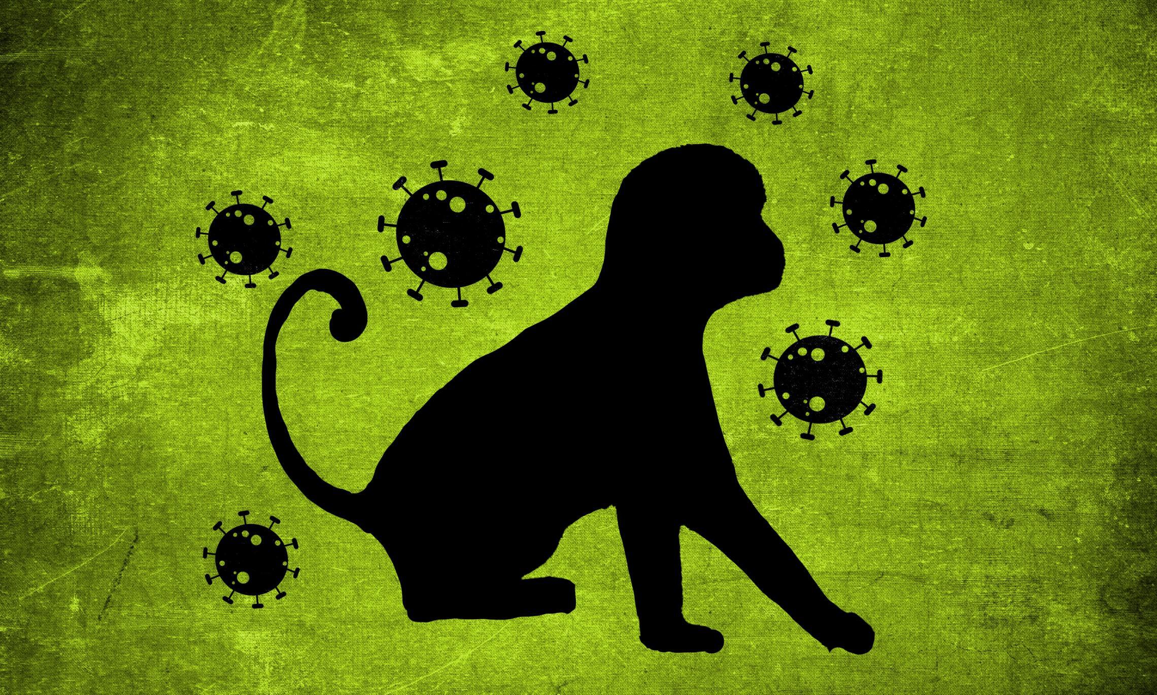 Из названия обезьяньей оспы ВОЗ исключит упоминание обезьян.